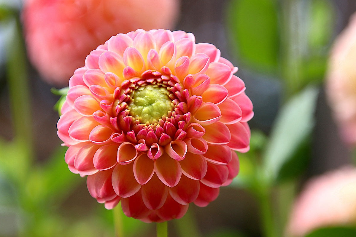 Graines de fleurs DAHLIA FRESCO (Dahlia variabilis) - Graineterie A Graines de fleurs DAHLIA FRESCO (Dahlia variabilis) - Graineterie A