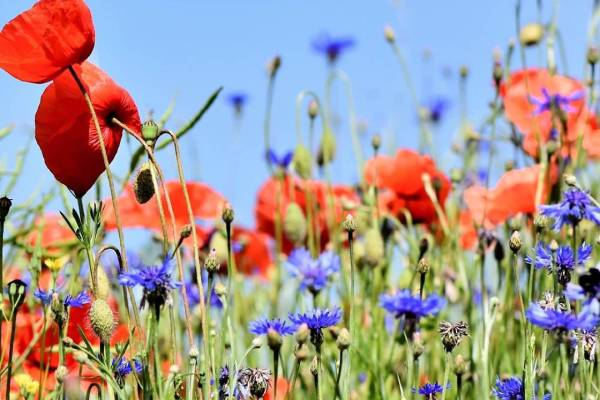 Can I Just Throw Wildflower Seeds on the Ground?  Fontana Seeds