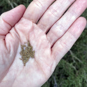 Celery Tango Seeds Size