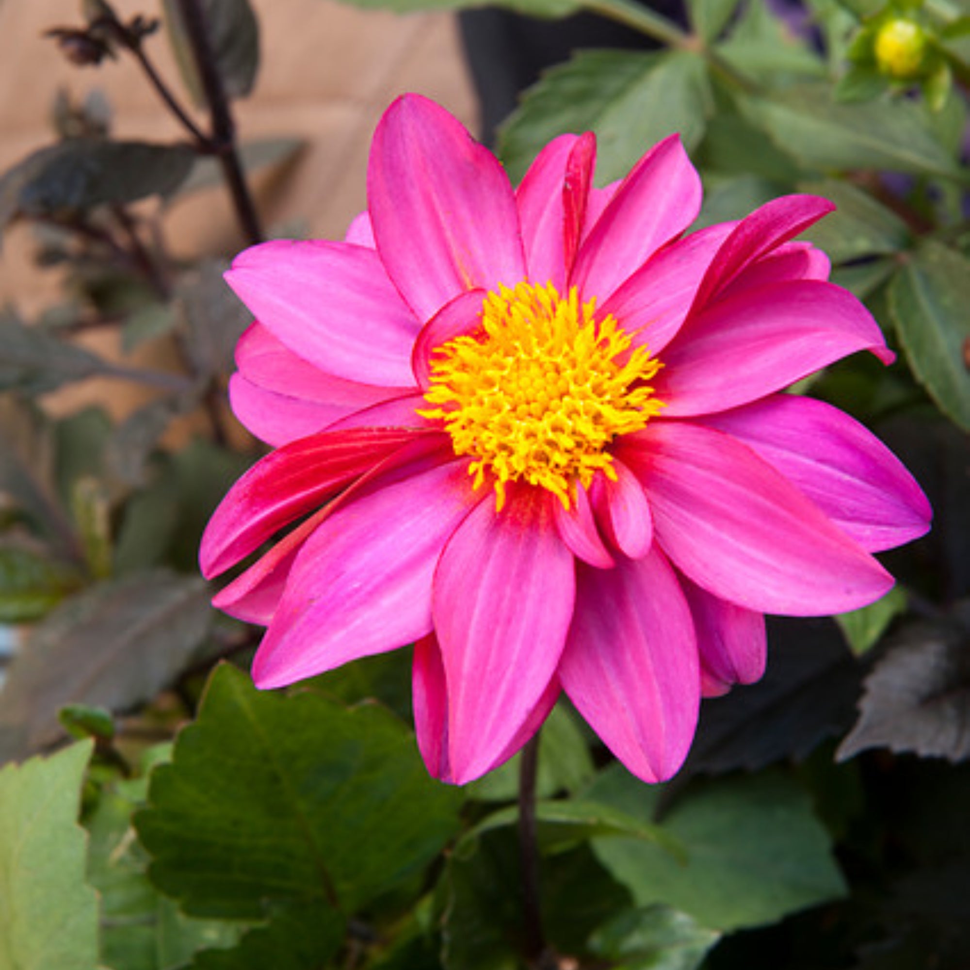 dahlia figaro seeds Dahlia Figaro Violet Shades