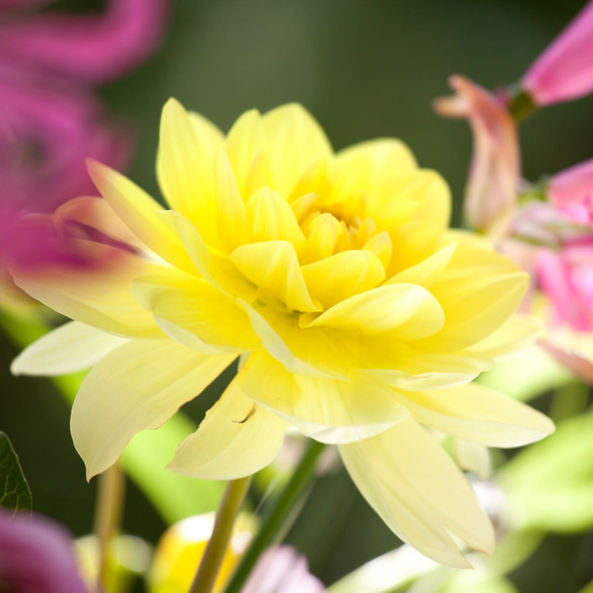 Dahlia Figaro Yellow Shades | Fontana Seeds