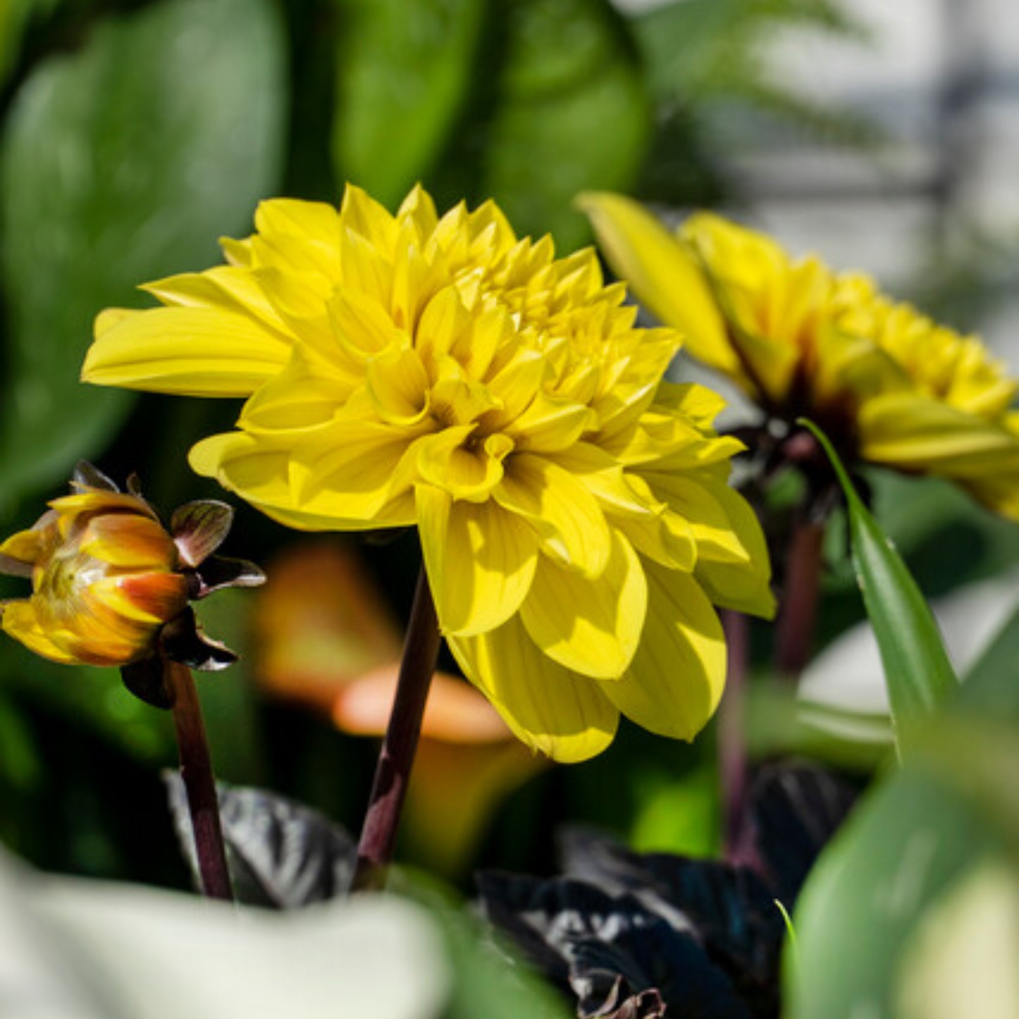 Dahlia Figaro Yellow Shades | Fontana Seeds