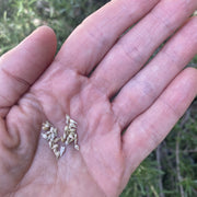 Gomphrena Seeds