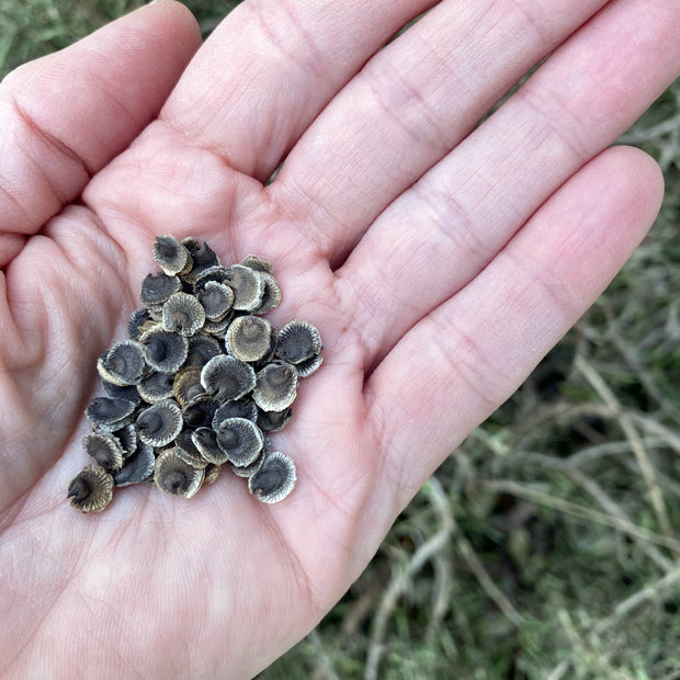 Hollyhock Rosea Nigra Seeds Size