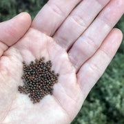 Kale Nero Di Toscana Seeds Bio