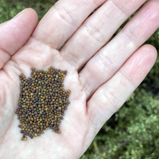 Kale Seeds Size