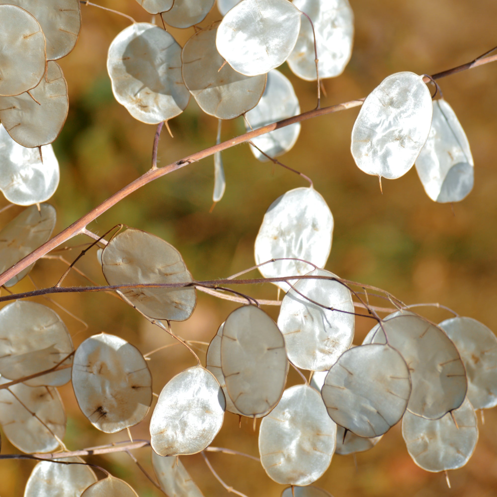 plant with round flat translucent seed pods Lunaria Violet Seeds | Honesty Plant
