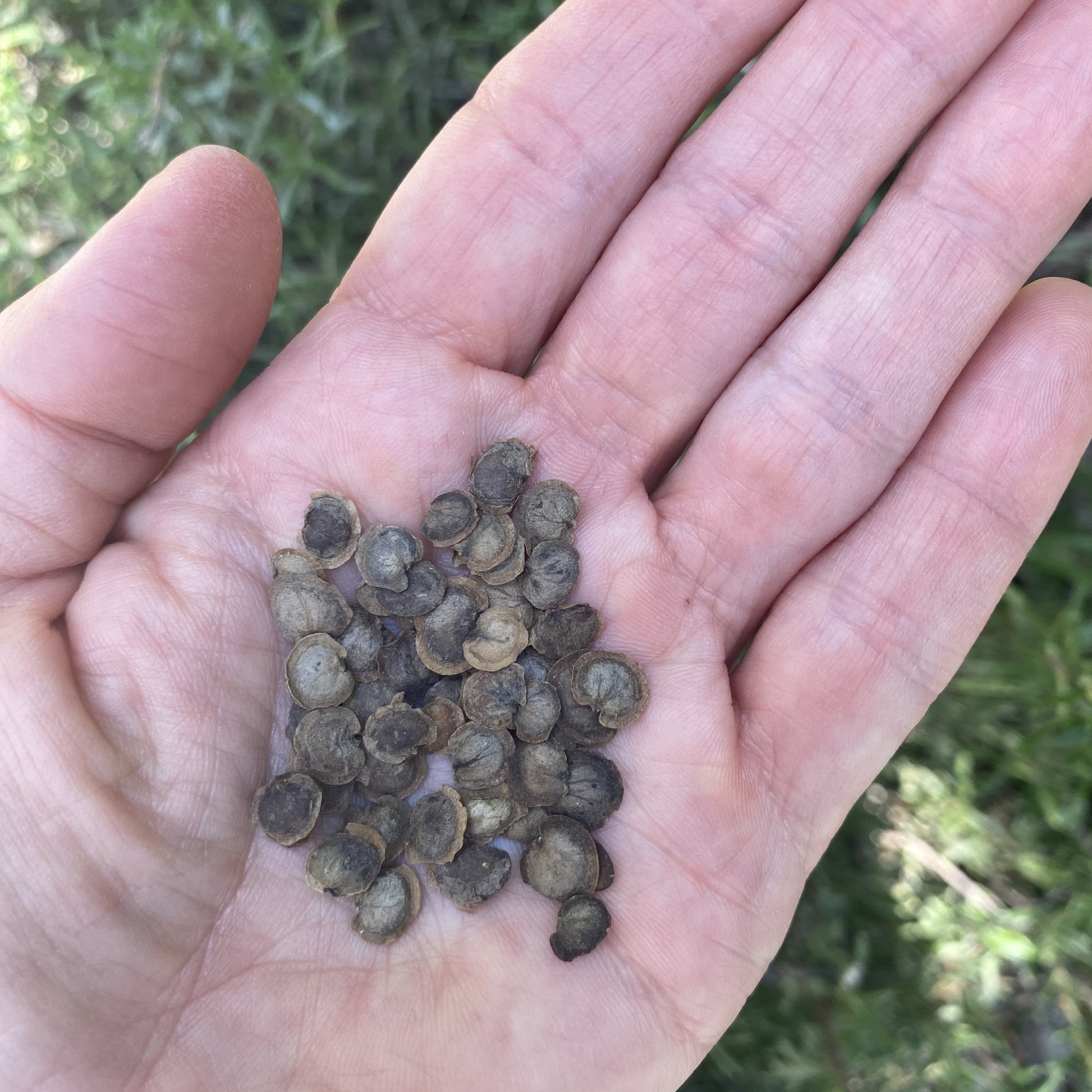 Lunaria White Seeds