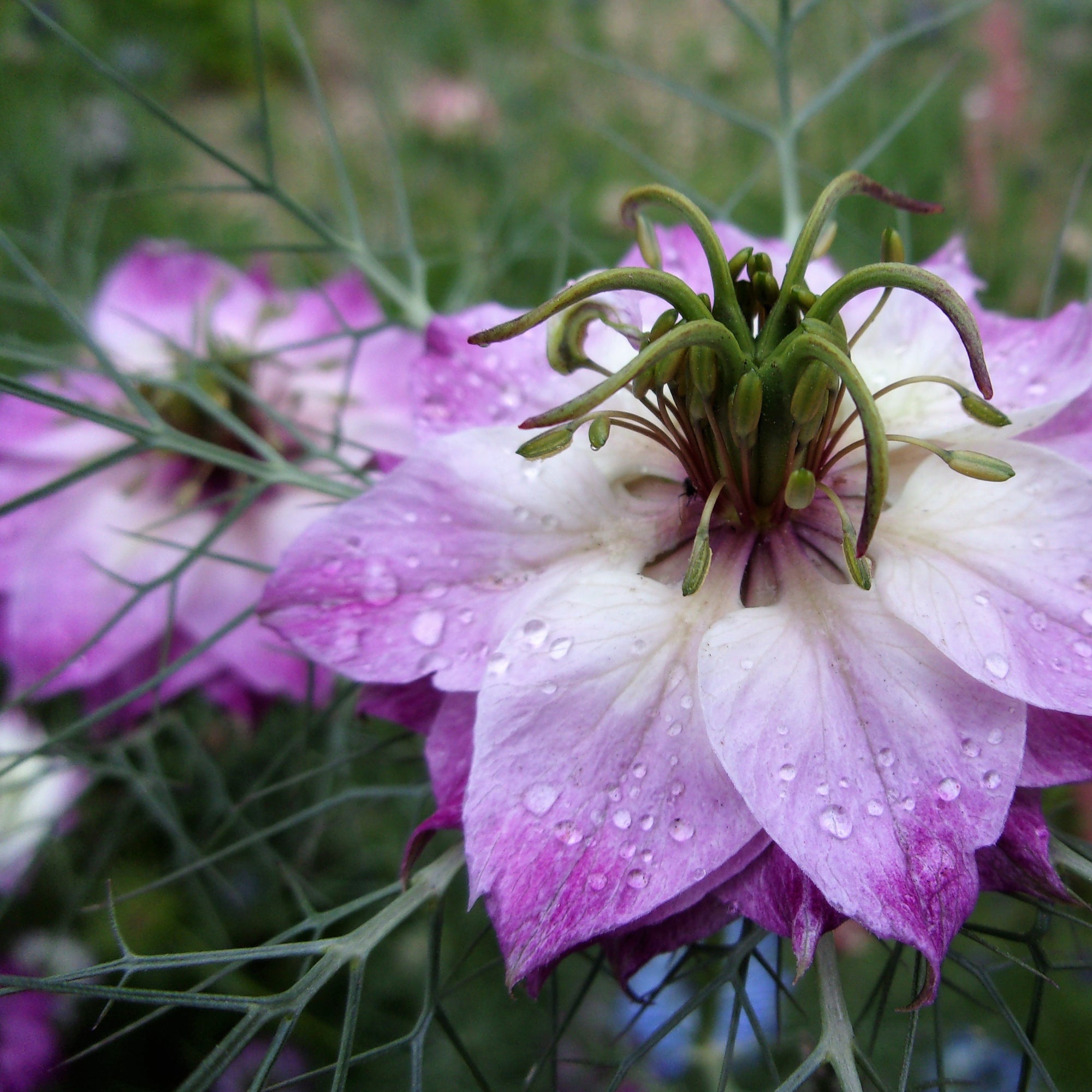 rosa damascena seeds for sale Nigella Damascena | Love in a Mist - Miss Jekyll Rose