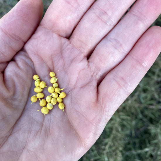 Ranunculus Flower Seed Orange
