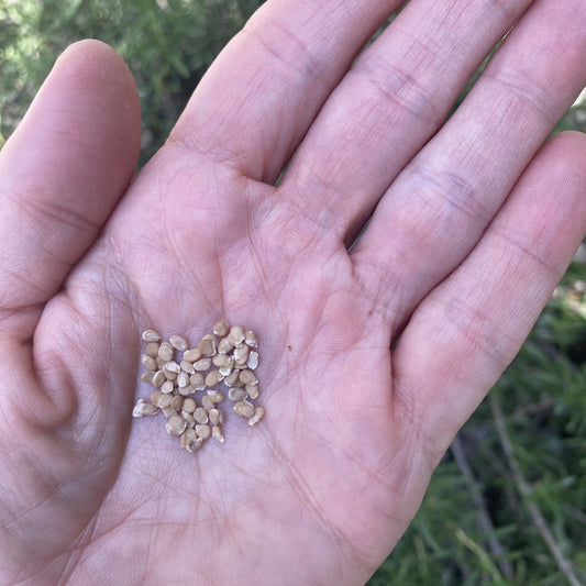 Tomato Marmande Seeds