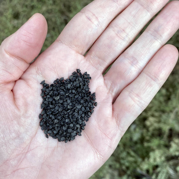 Welsh Onion Ishikura Seeds Size