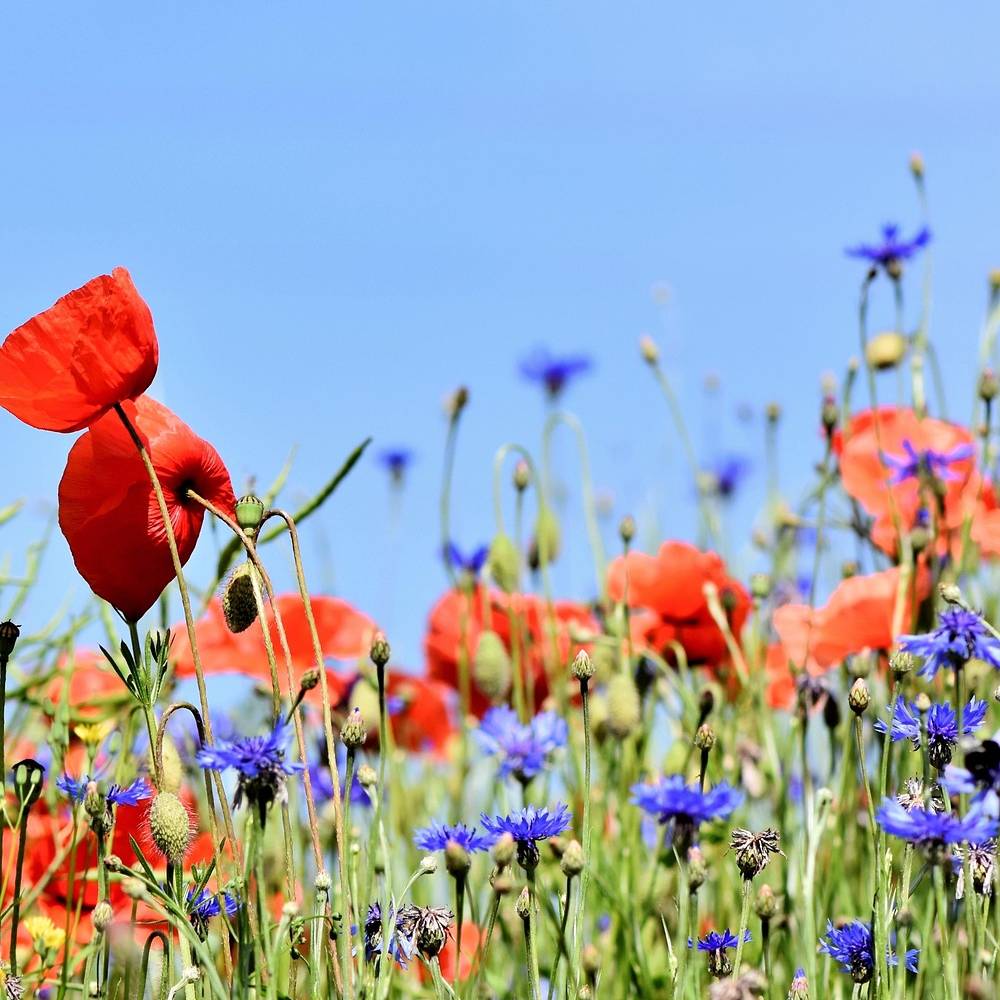 organic wild flower seeds Organic Flower Seeds: Wildflower Meadow Mixture