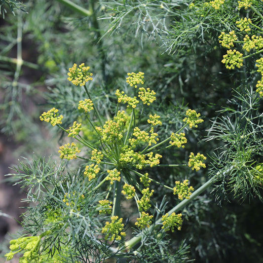 Dill Seeds Organic
