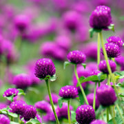 Purple Gomphrena Seed