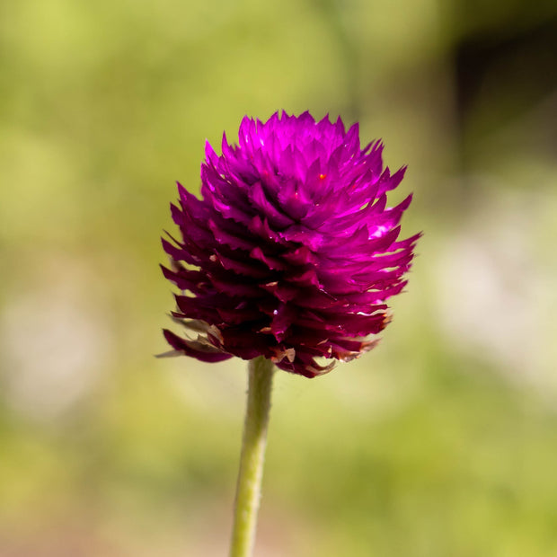Purple Globe Amaranth Seeds