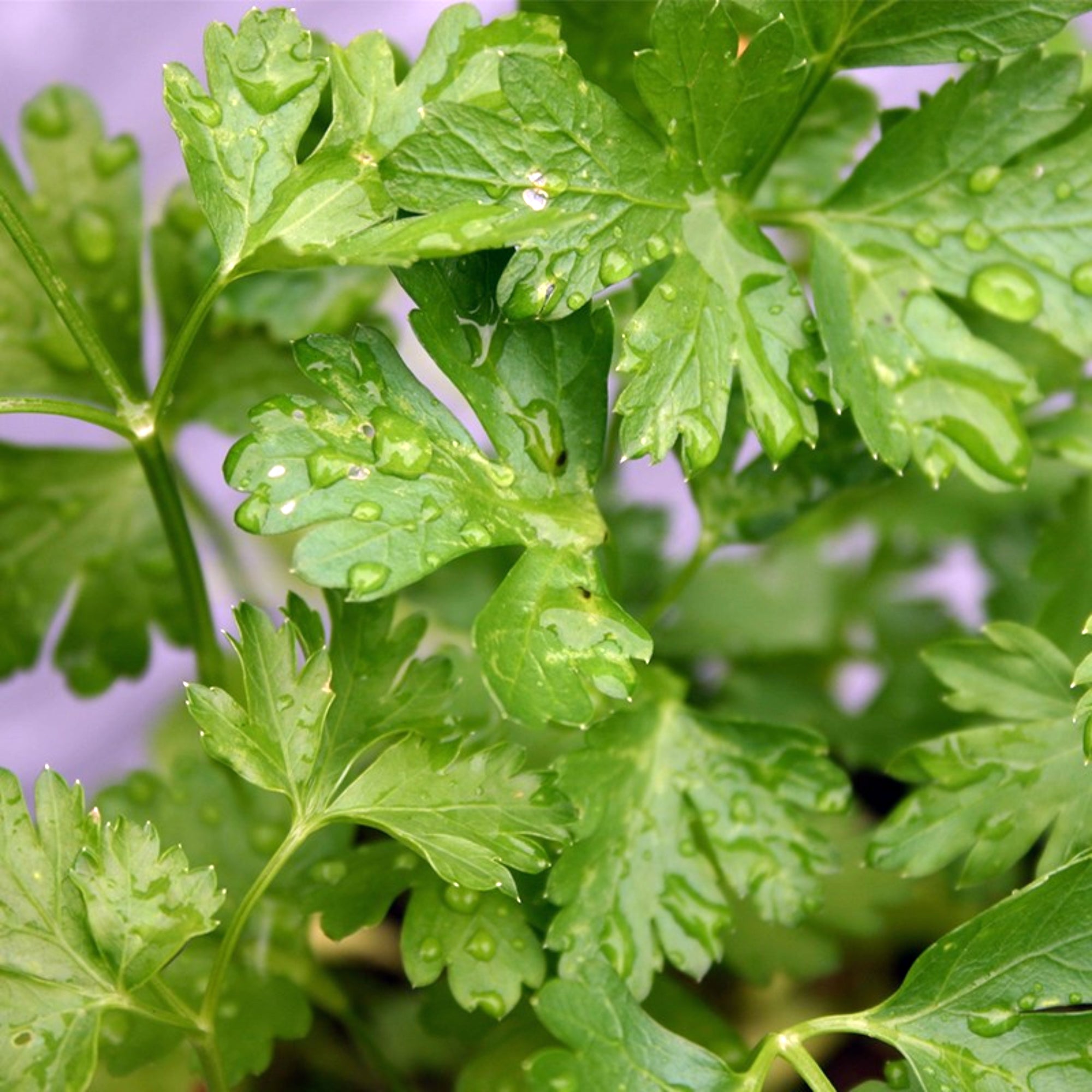 Organic Parsley Italian Giant Seeds Fontana Seeds