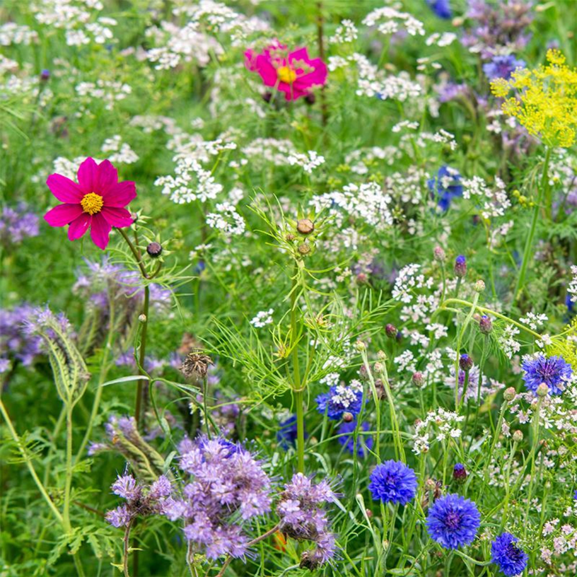 Warm Color Wildflower Seed Patches