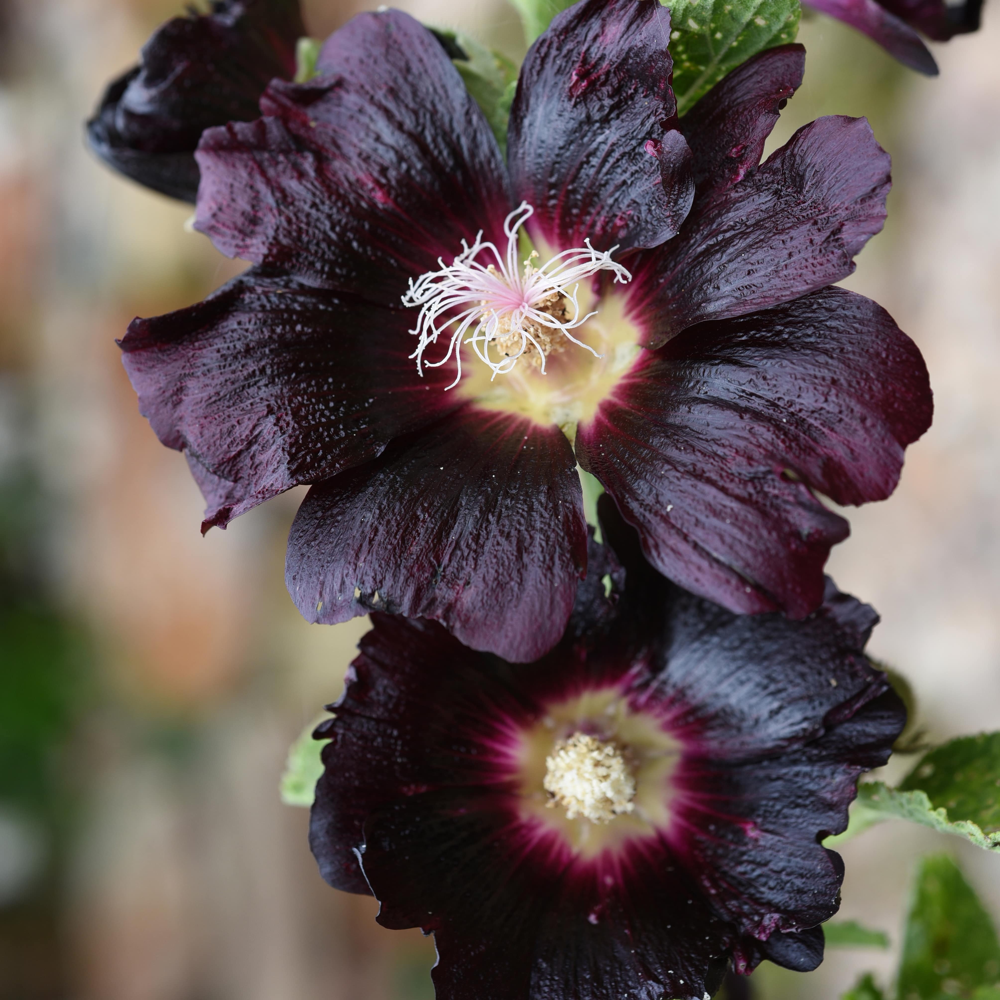 100 Black Hollyhock Seeds – Alcea Rosea, Heirloom Garden Flowers, Mallow, Non-GMO