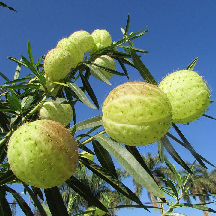 hairy balls plant seeds Hairy Balls Milkweed Seeds - Grow Gomphocarpus fructicosus