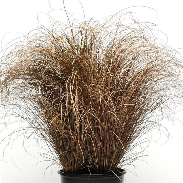Bronco Carex Seeds | Leatherleaf Sedge | Fontana Seeds