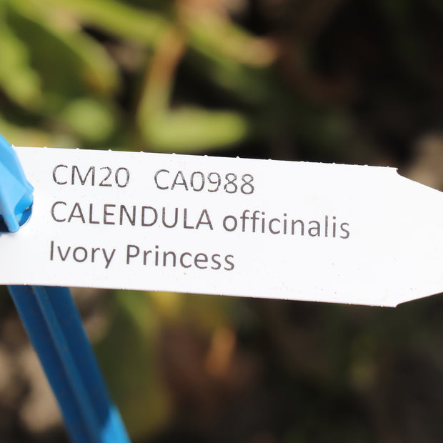 Calendula Ivory Princess