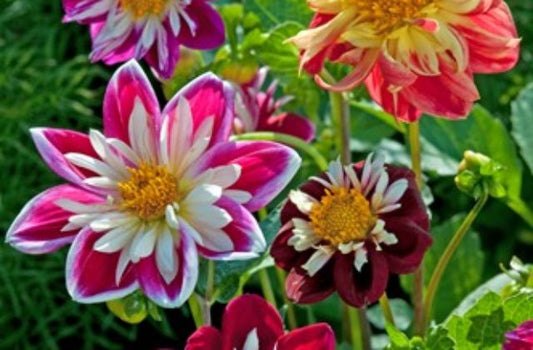 Mix migliorato Dahlia Dandy