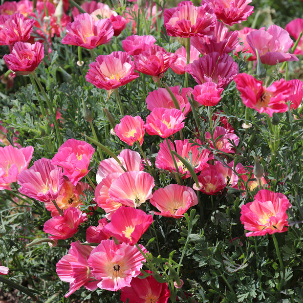 Seeds California Poppy Rose Chiffon