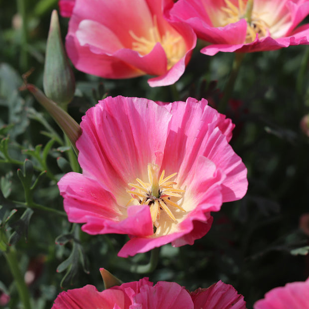 Close Up California Poppy Rose Chiffon