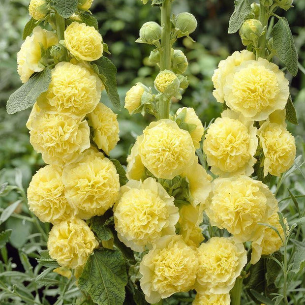Hollyhock Chater's Yellow