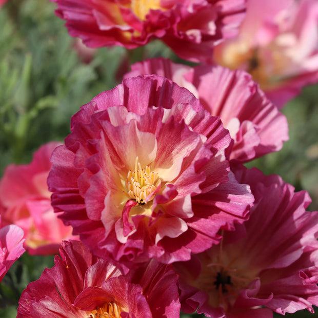 Pink California Poppy Rose Chiffon