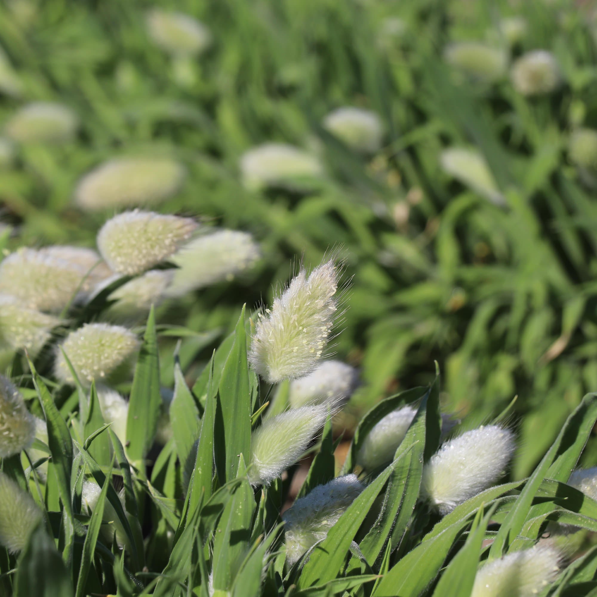 Bunny Tails Ornamental Grass Seeds Fontana Seeds