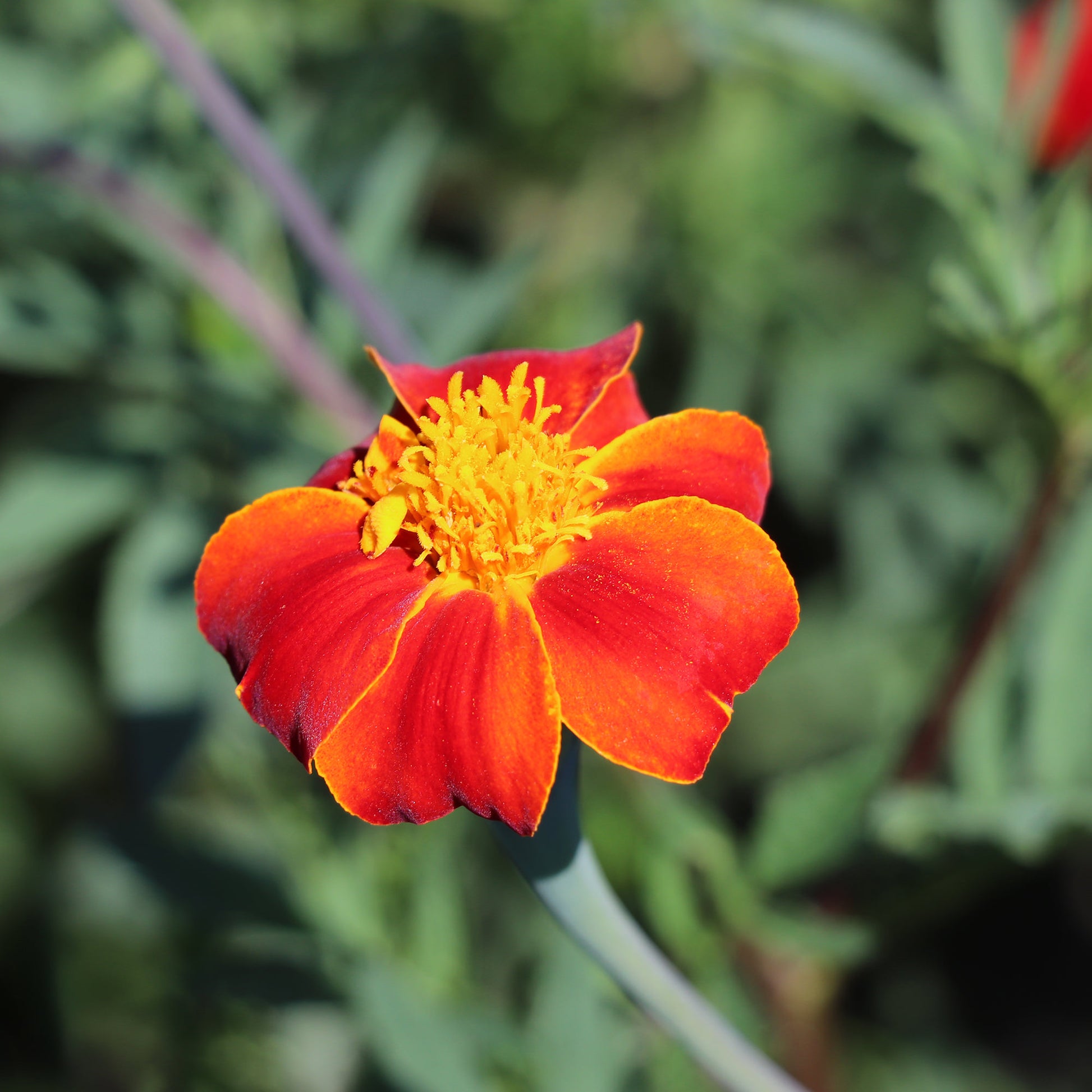 Tagetes patula, 'Burning Embers'