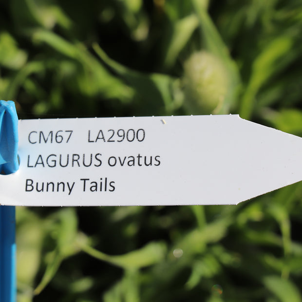 Label Lagurus ovatus bunny tails