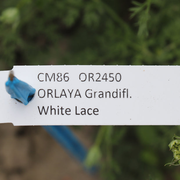 Orlaya Grandiflora White Lace Label