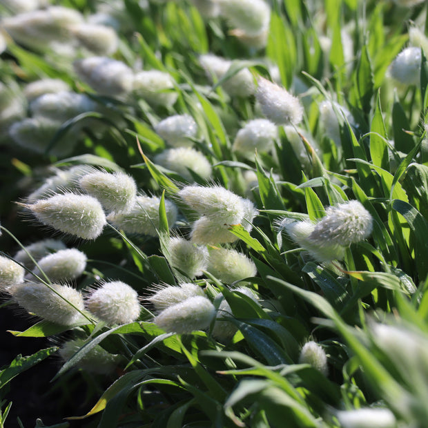 Grass Seeds Bunny Tails