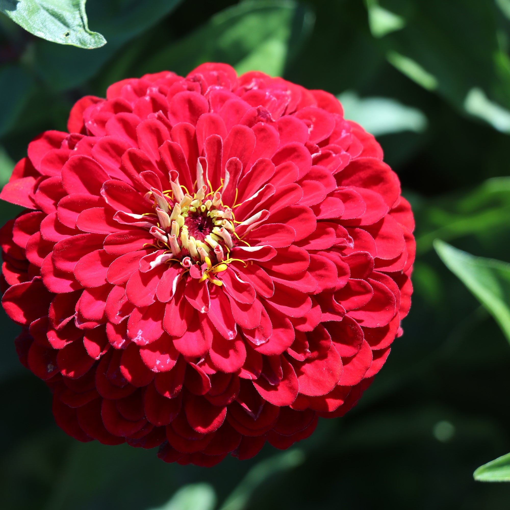 Zinnia Elegans Dahlia Flowered Meteor Red Zinnias Fontana Seeds Zinnia Elegans Dahlia Flowered Meteor Red Zinnias Fontana Seeds