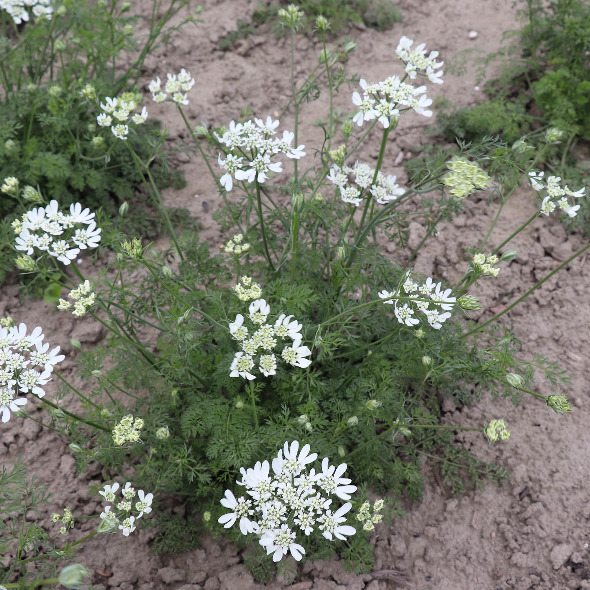 Orlaya grandiflora (White Lace Flower)