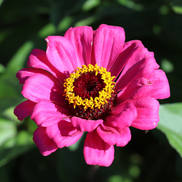 Hot Pink Zinnia Flower