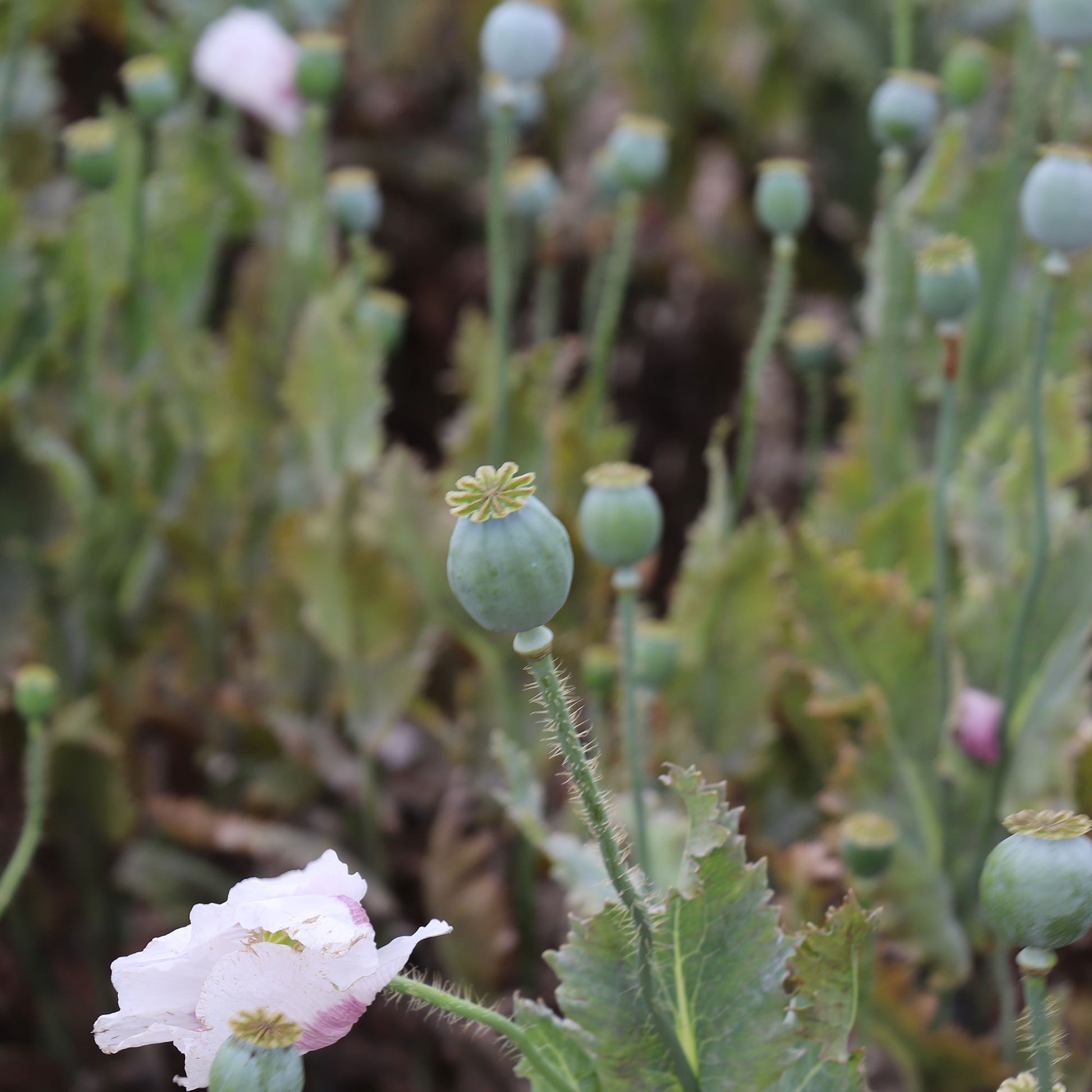 Poppy Breadseed Papaver Flowers