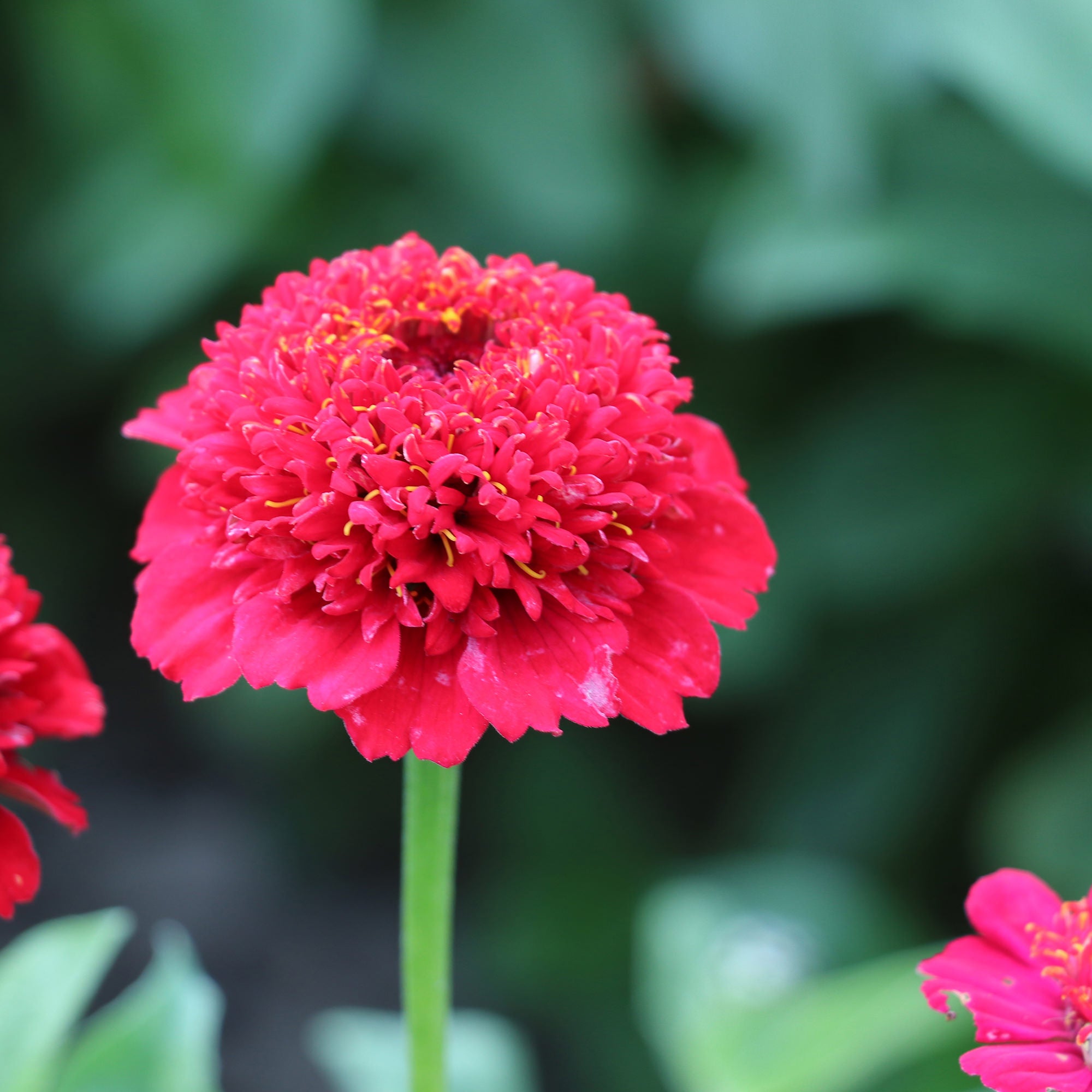 Red Zinnia Flower Cherry Queen Zinnia MIgardener red-zinnia-flower-cherry-queen-zinnia-migardener