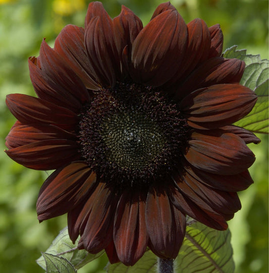 HELIANTHUS ANNUUS CLARET SEEDS