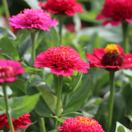 Zinnia Elegans Cresto Violet Seeds