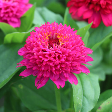 Zinnia Elegans Cresto Violet