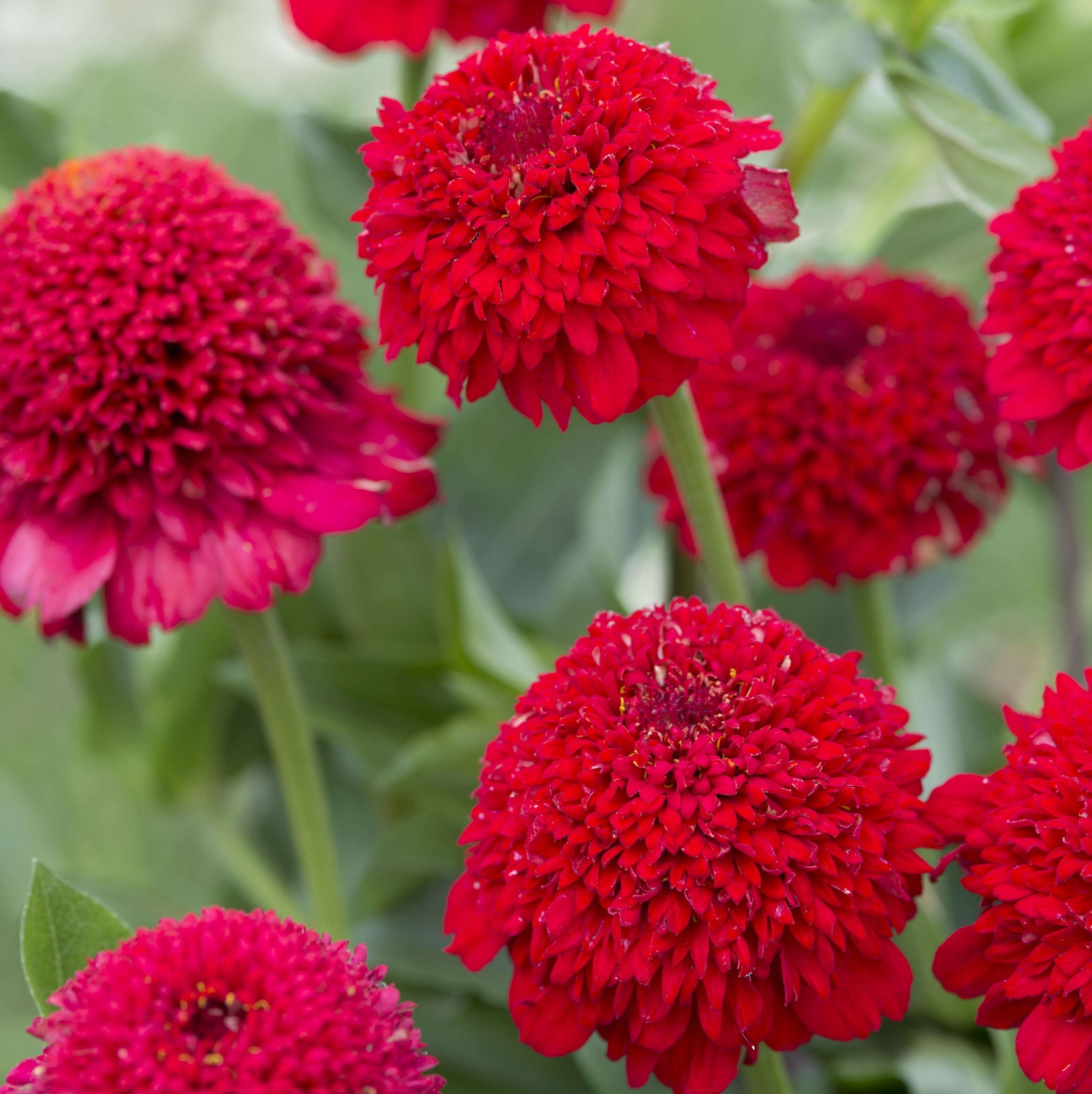 Red Zinnia Red Zinnia