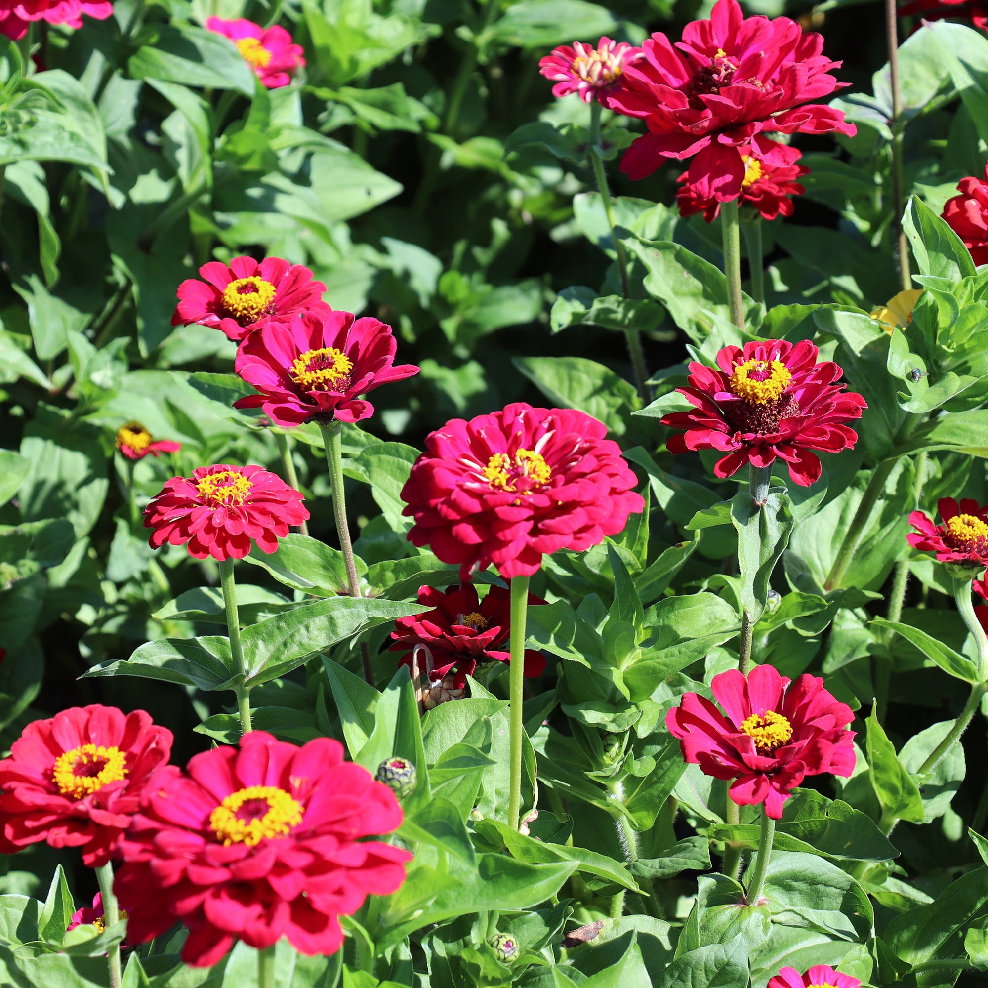 Zinnia Elegans Dahlia Flowered Meteor Red Zinnias Fontana Seeds Zinnia Elegans Dahlia Flowered Meteor Red Zinnias Fontana Seeds