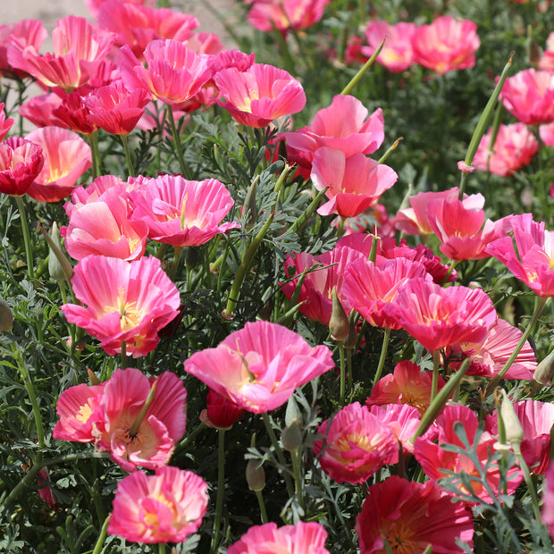 California Poppies Rose Chiffon