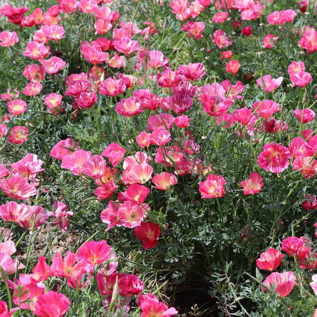 California Poppy Rose Chiffon Flowers