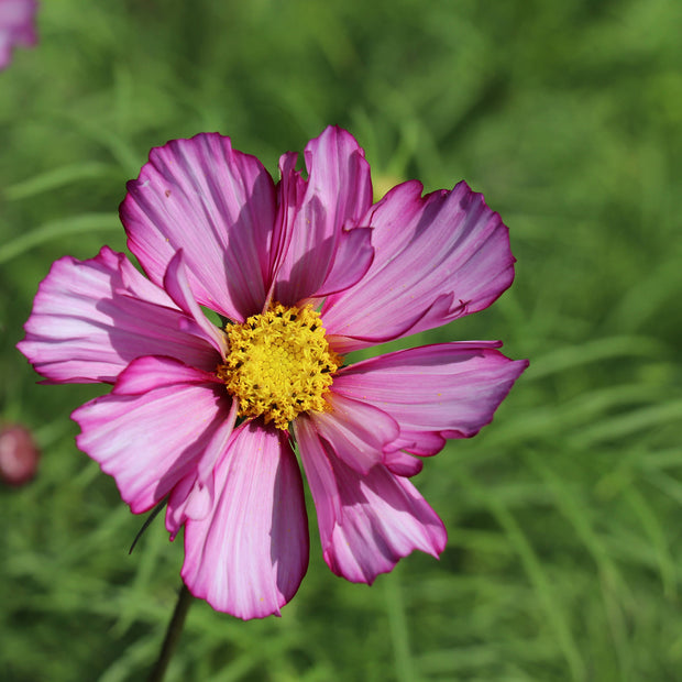Flower Cosmos Fizzy Rose Picotee Seeds