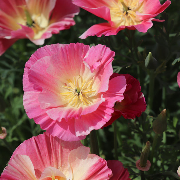 California Poppy Rose Chiffon Seeds